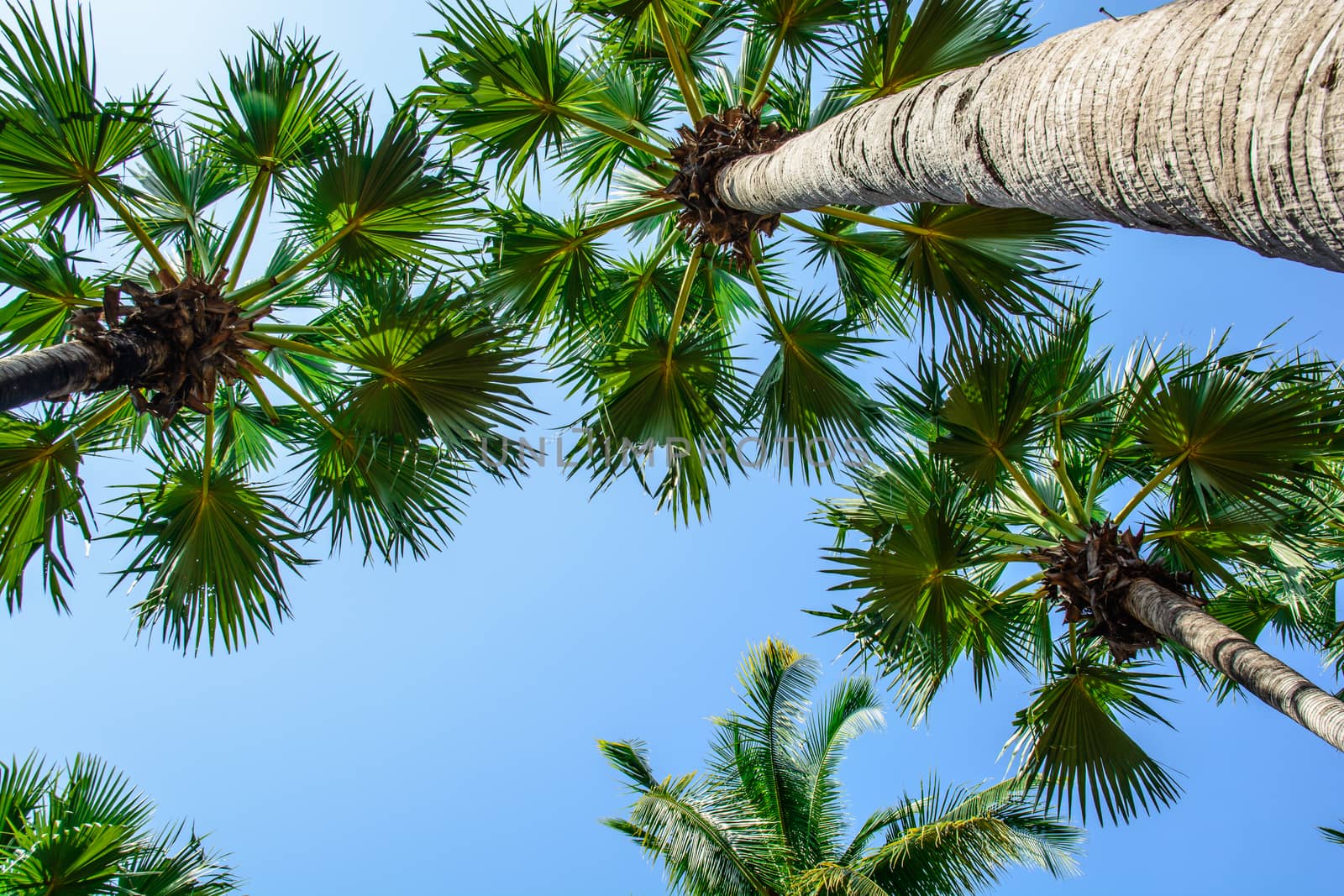 the top of the palm tree in the temple area