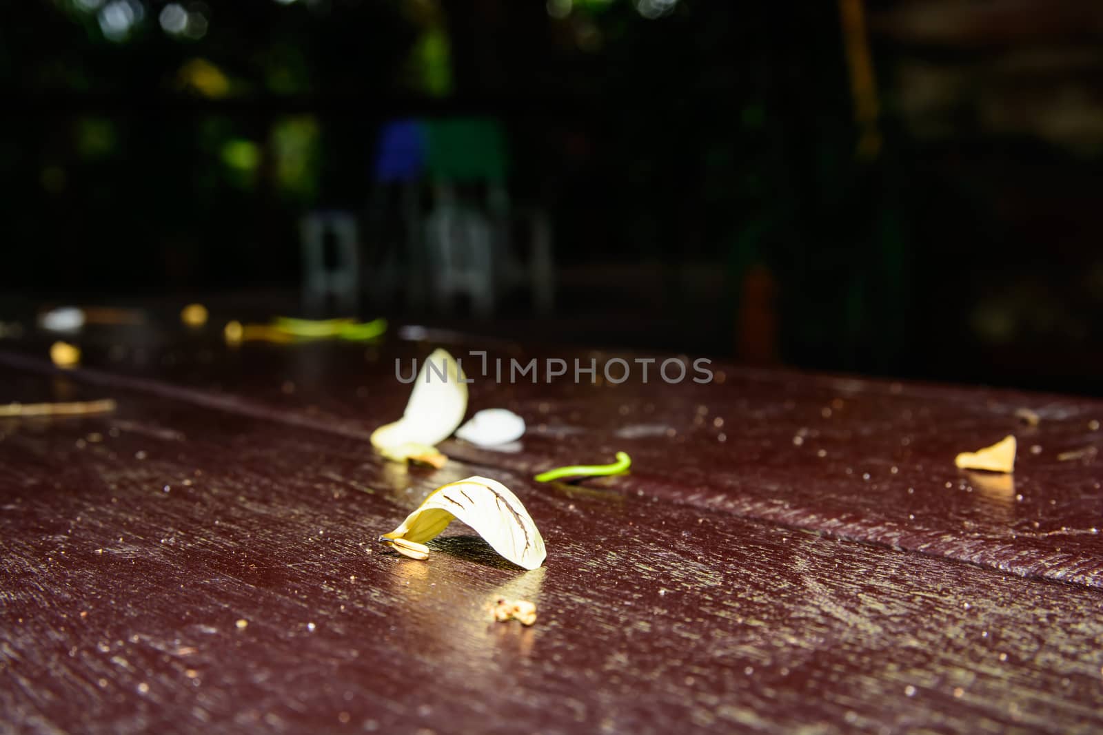 the falling petal on the table top. The white petal on the table.