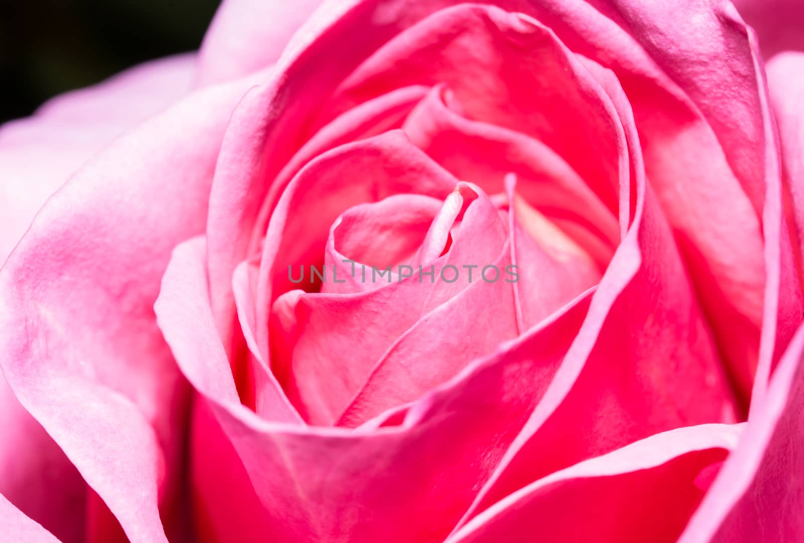 the gorgeous macro pink rose for the background or wallpaper purposes or others