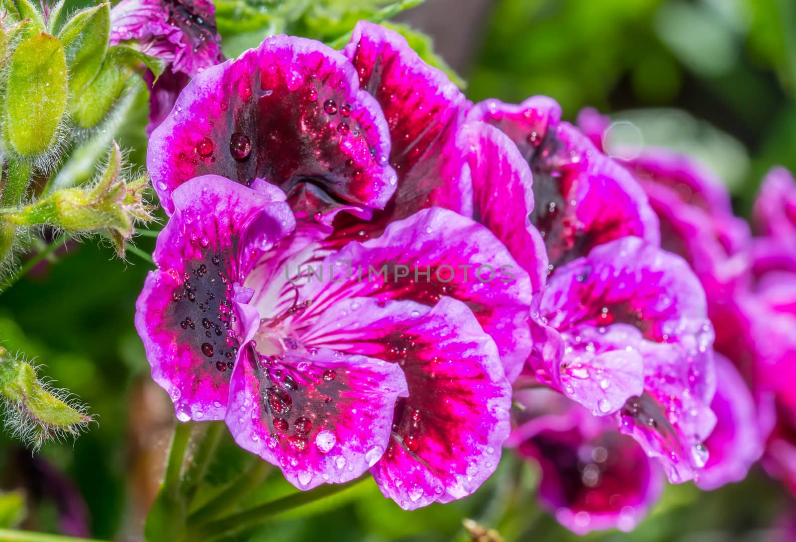 the purple flower in the backyard in summer