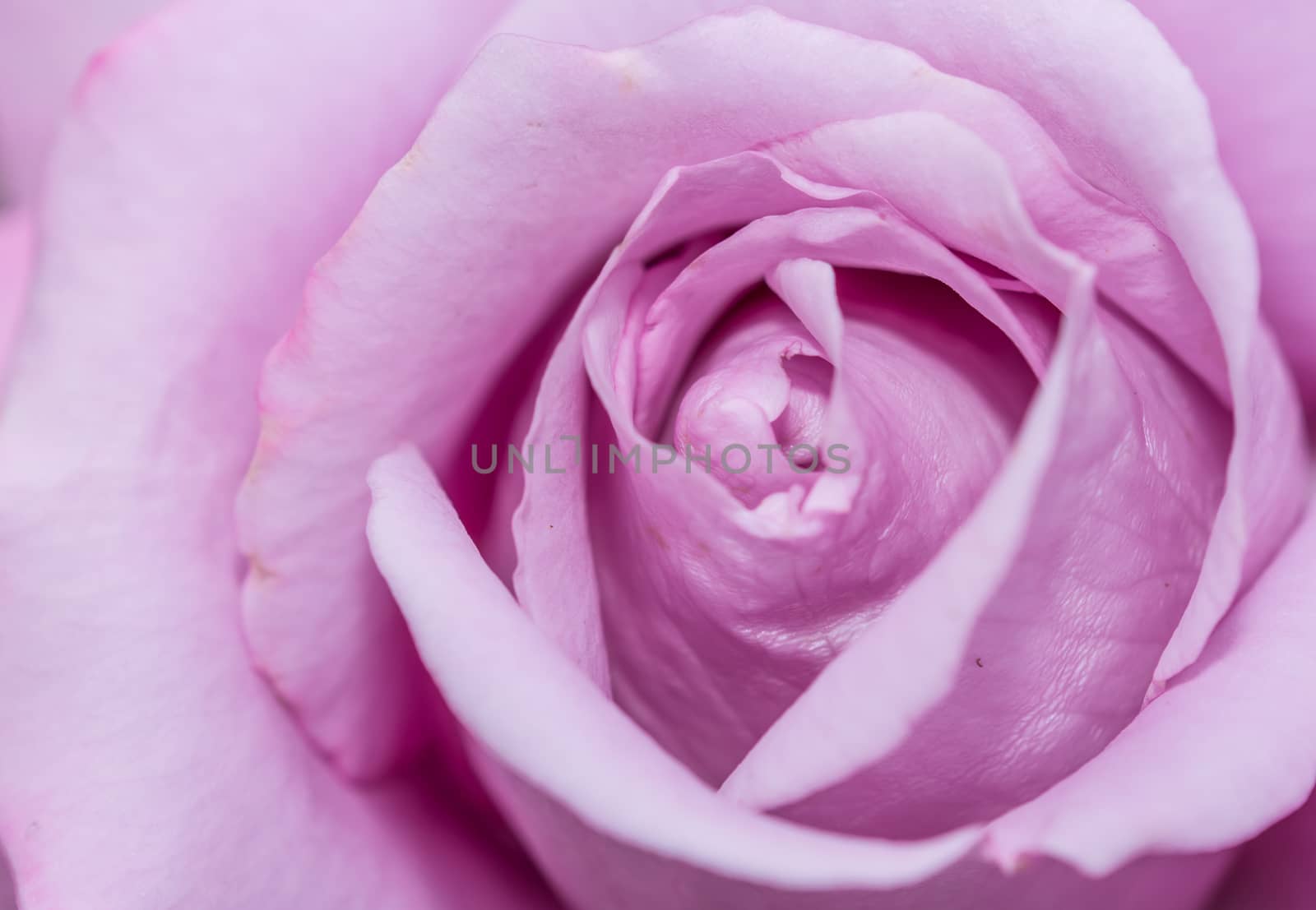 the beautiful purple rose in the garden for background purpose and others