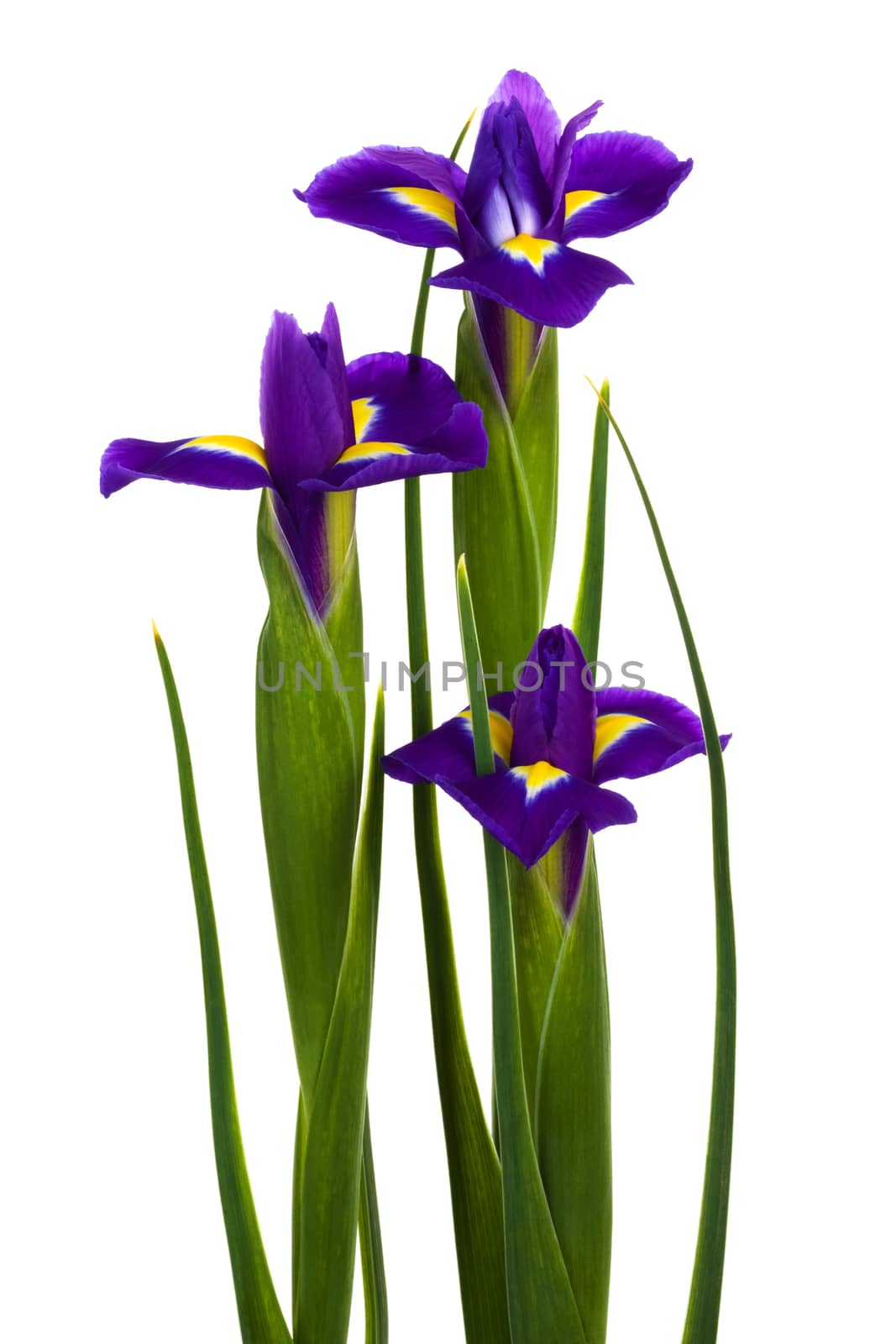 Beautiful blue flowers on a white background