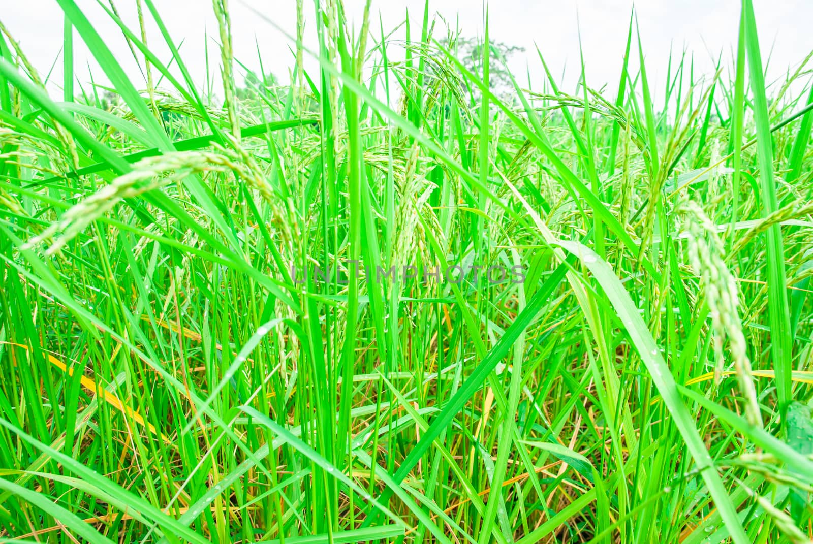 the beautiful rice farm taken in the morning