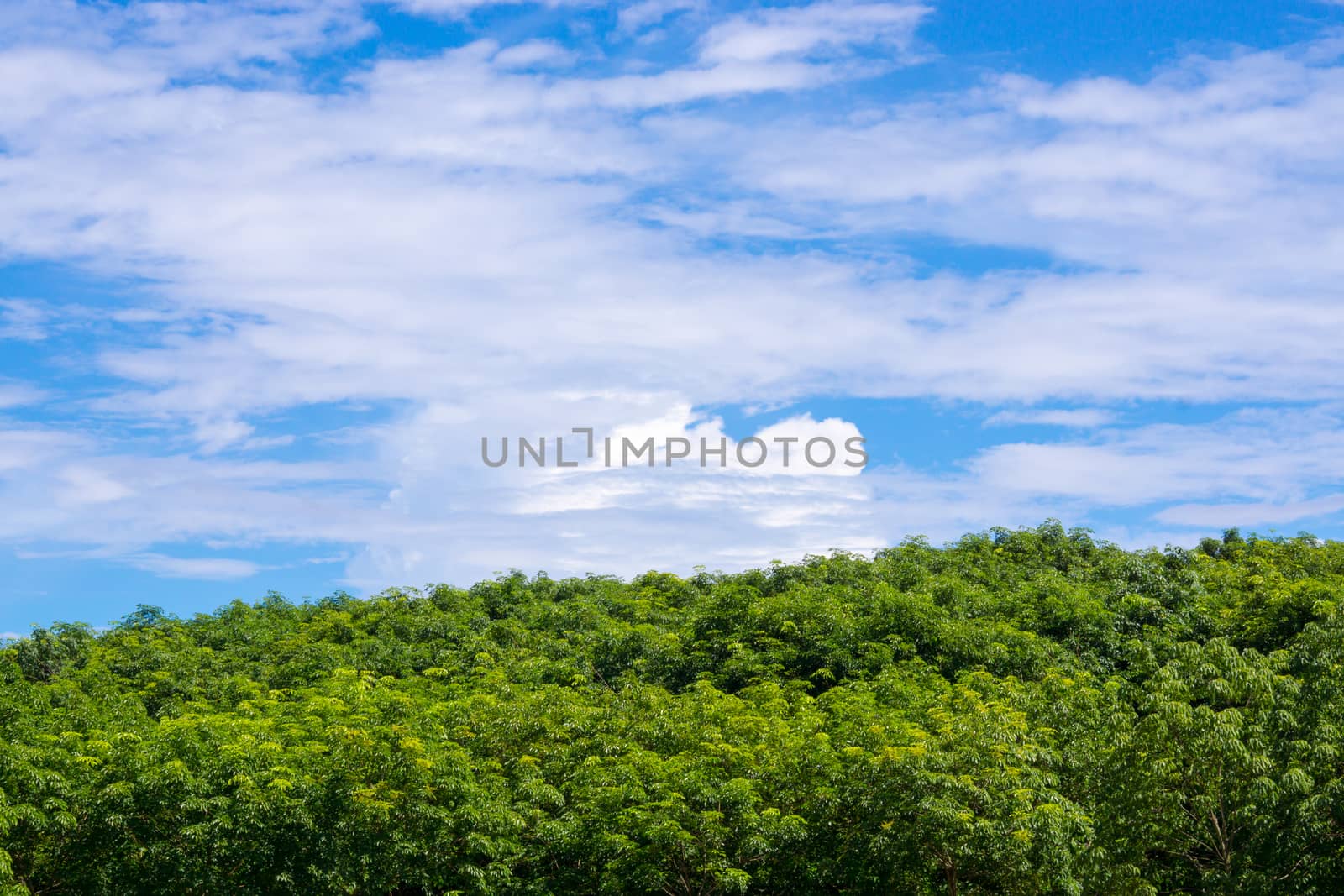 nature scene of rural area in Chiangrai,Thailand