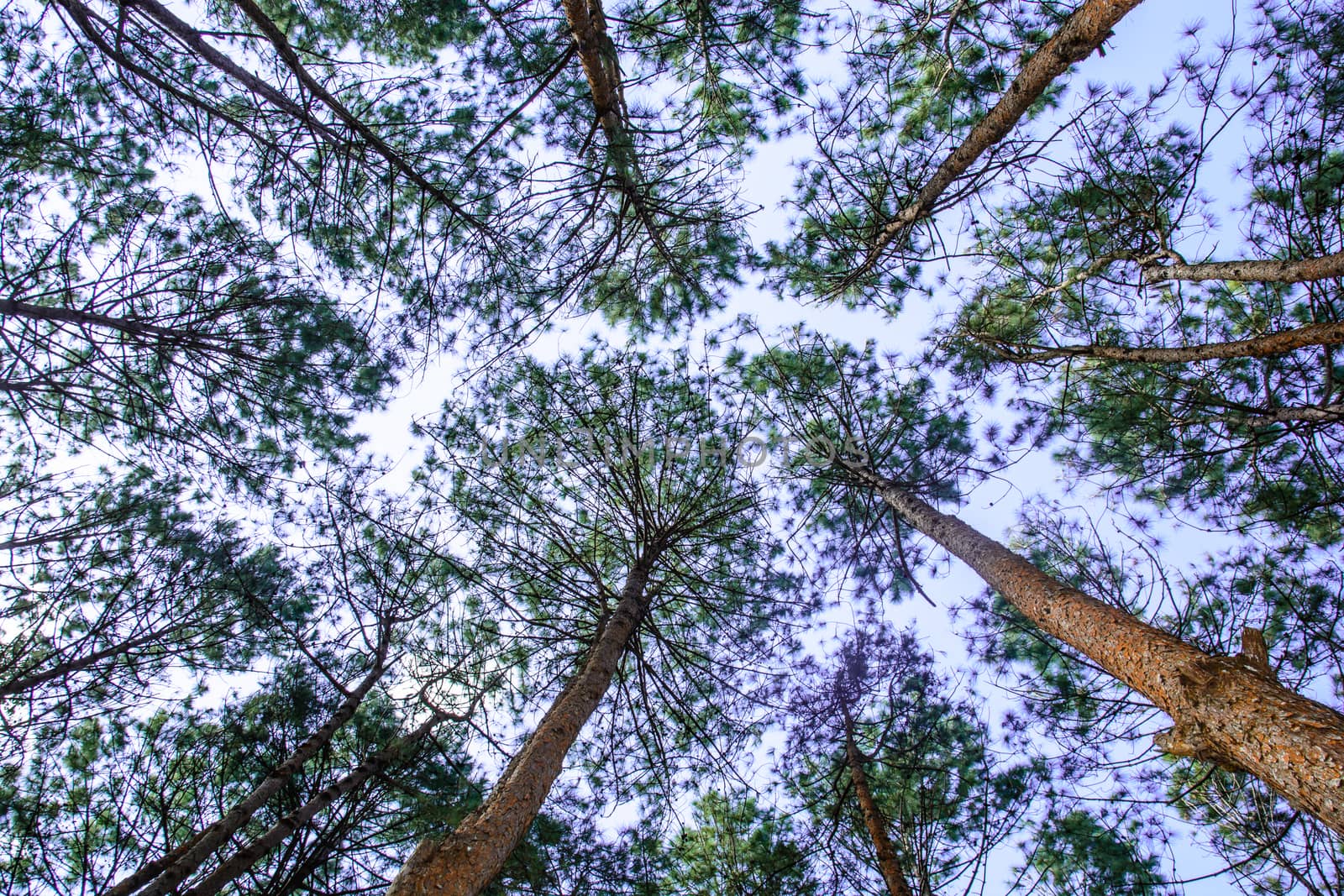 this top of the tree was taken at the national park