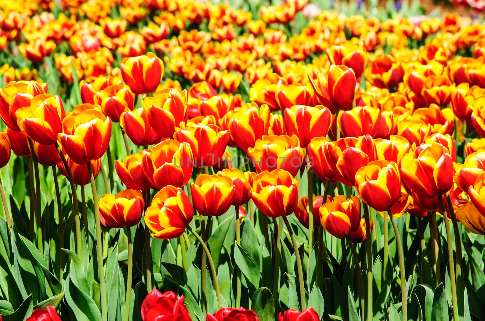 Picture of tulips in the farm on the sunny day