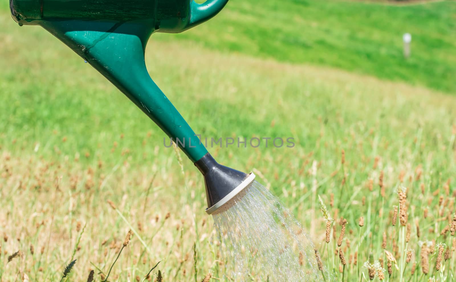 a person is watering a plant on the ground in the backyard