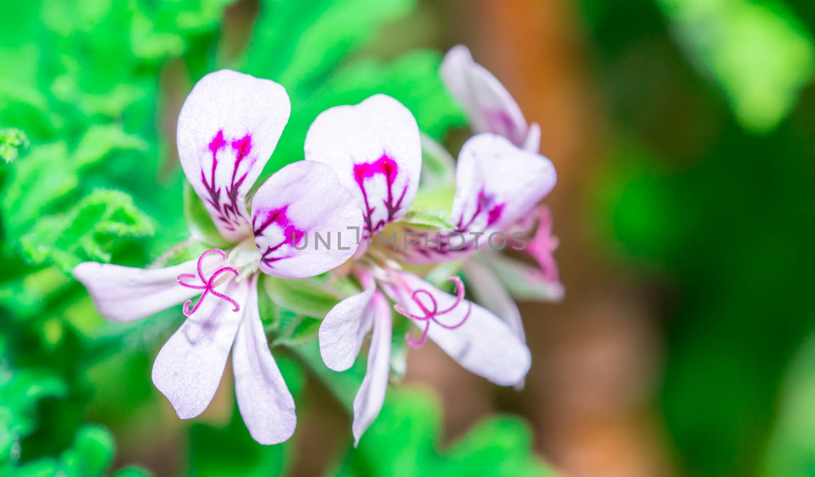 The gorgeous white and purple flowers in the garden