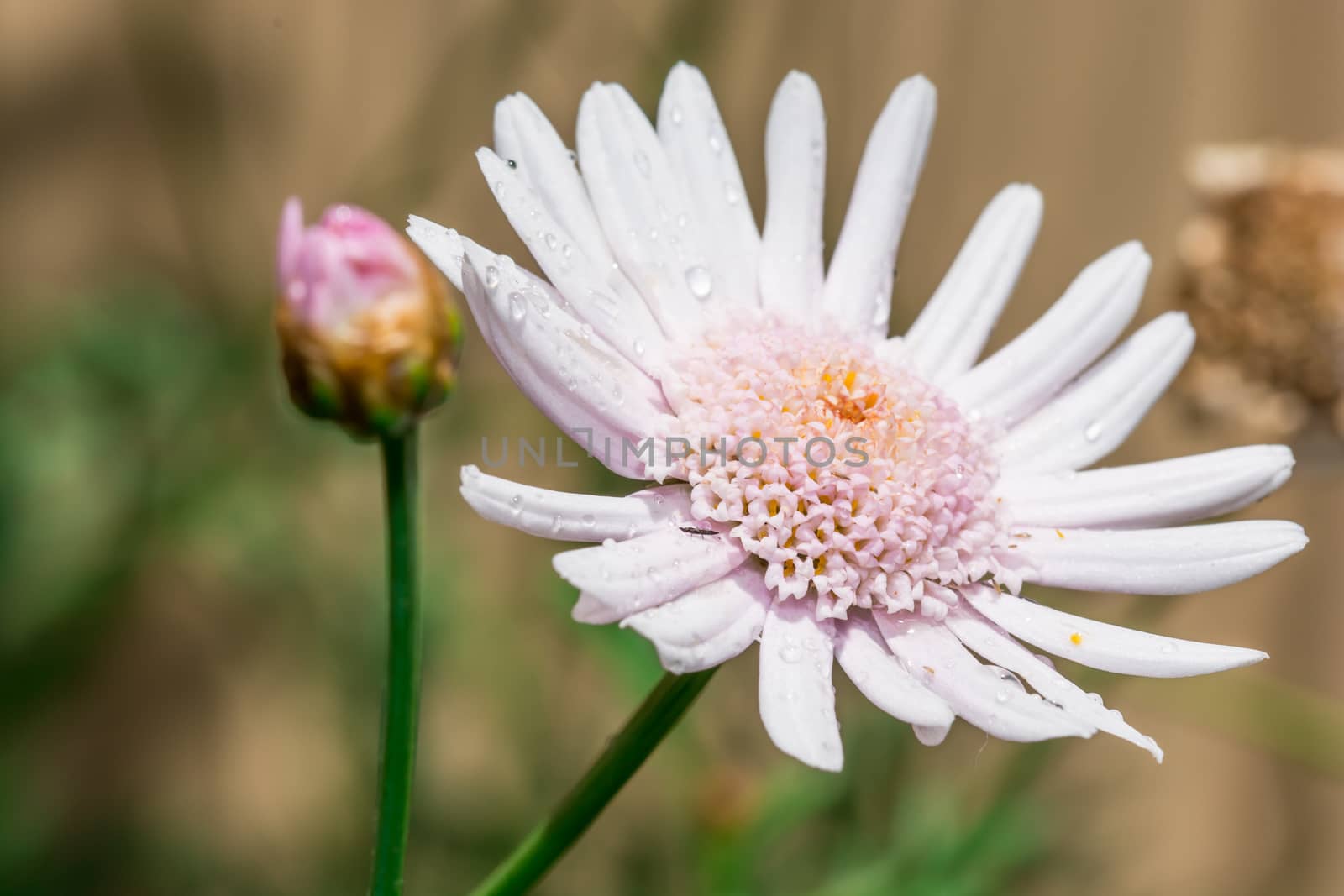 the blooming white flower in the backyard