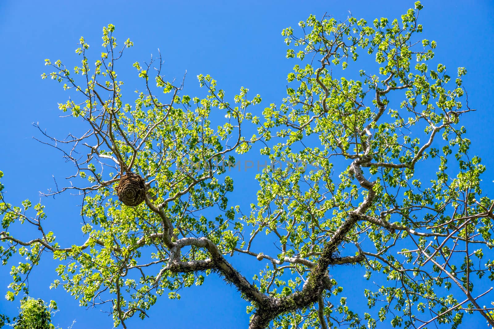 tree brabch on sky by nattapatt