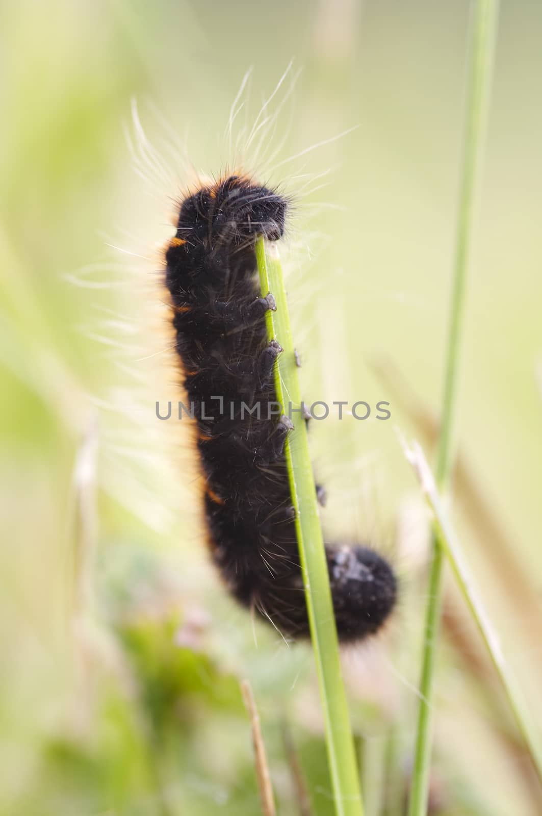 woolly bear eating grass by Mibuch