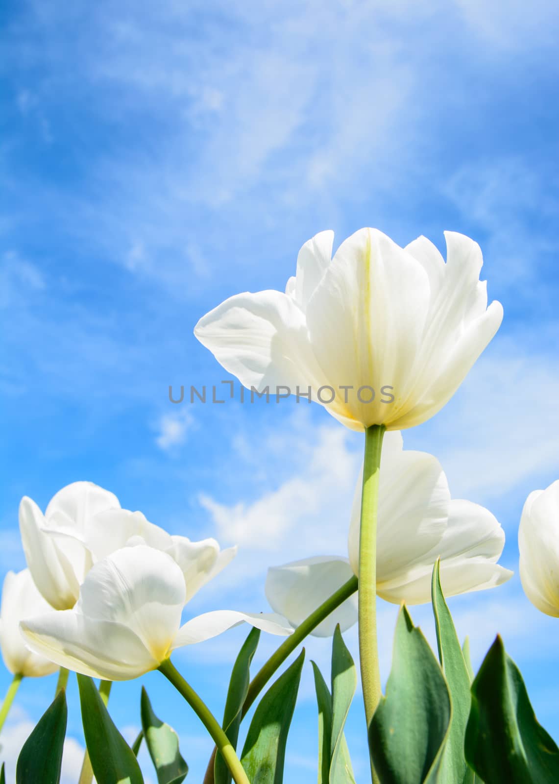White tulip on the sunny day and under the blue sky
