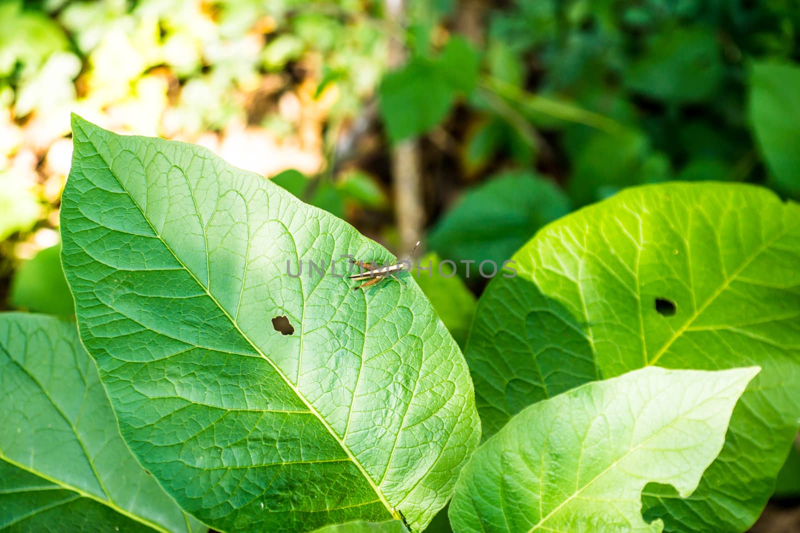 natural leaves in forest,shallow focus