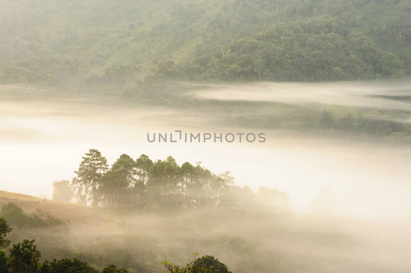 Tropical forest misty. by ngungfoto