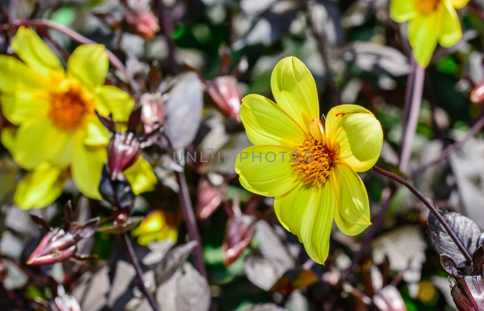 the yellow flower at botanical garden under the morning sunlight