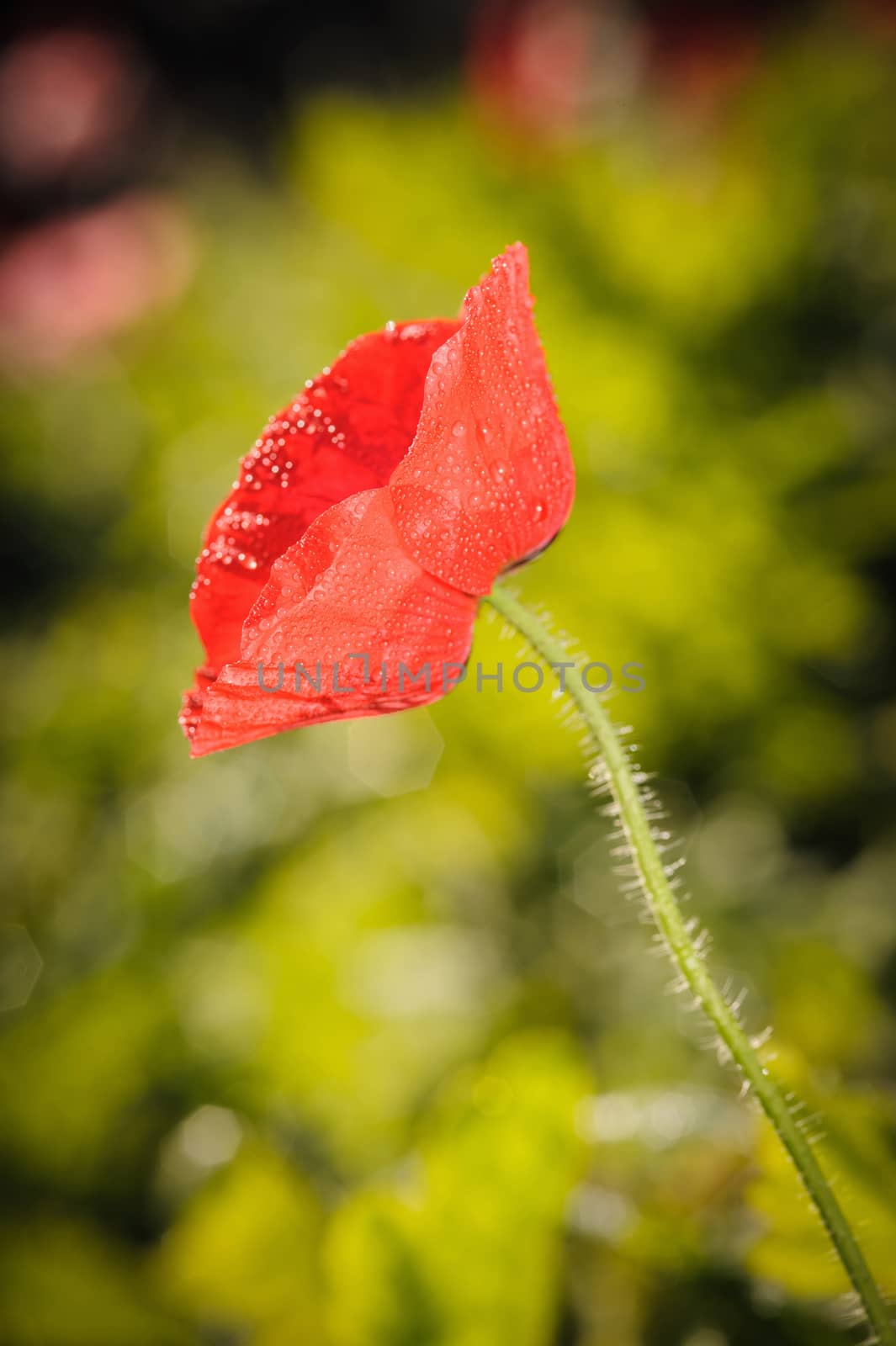 Close up of red opium poppy flower. by ngungfoto