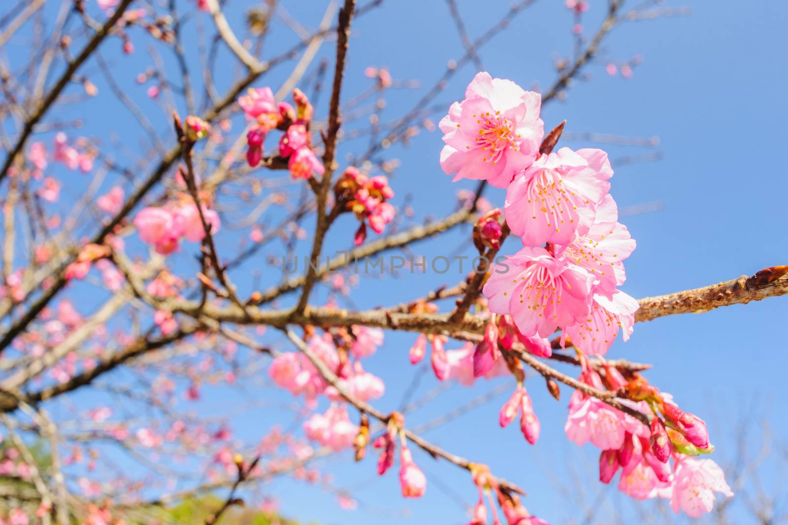 Sakura flowers blooming blossom in sunny day. by ngungfoto