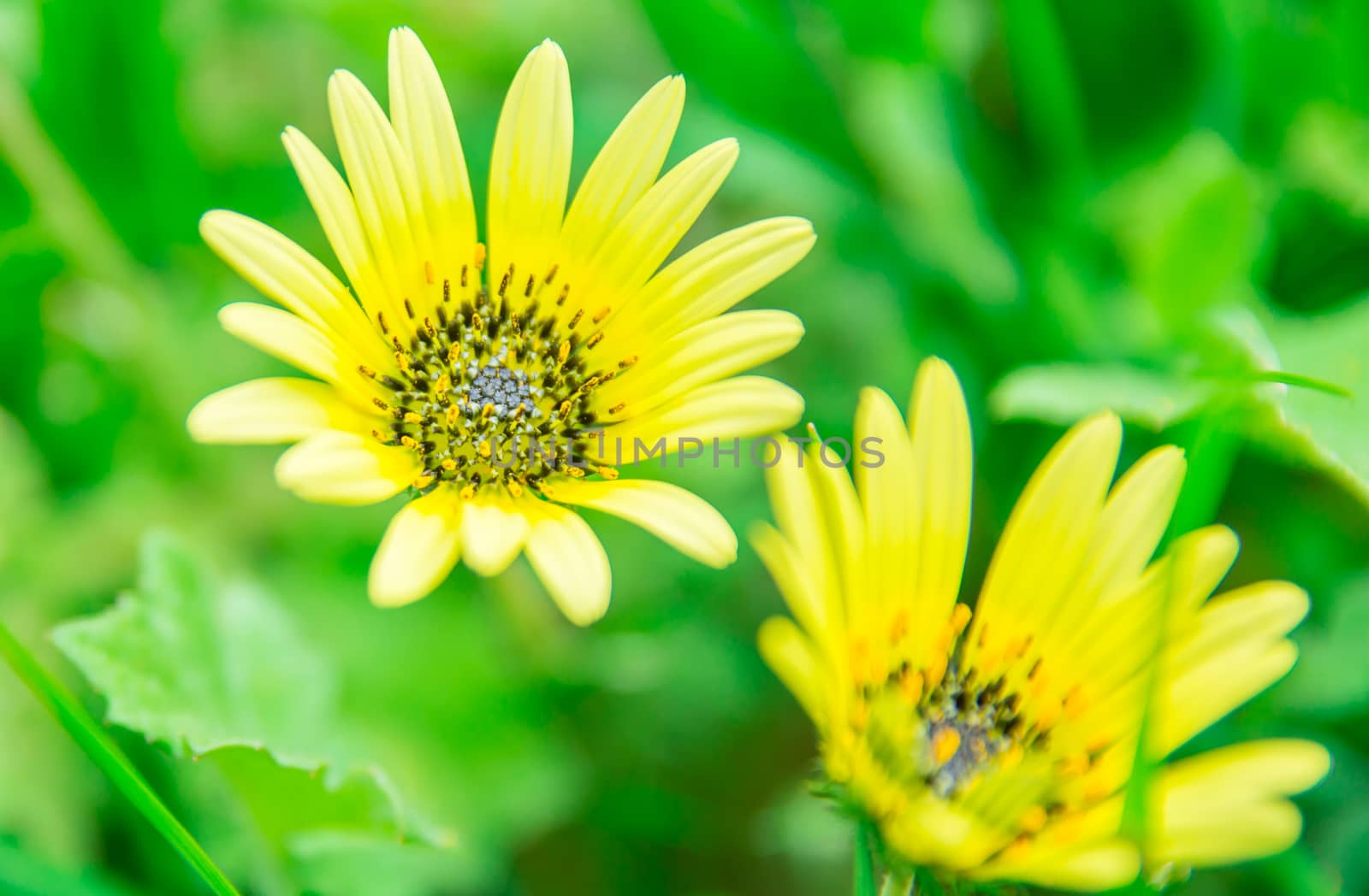 The yellow flowers in the garden of the beautiful morning