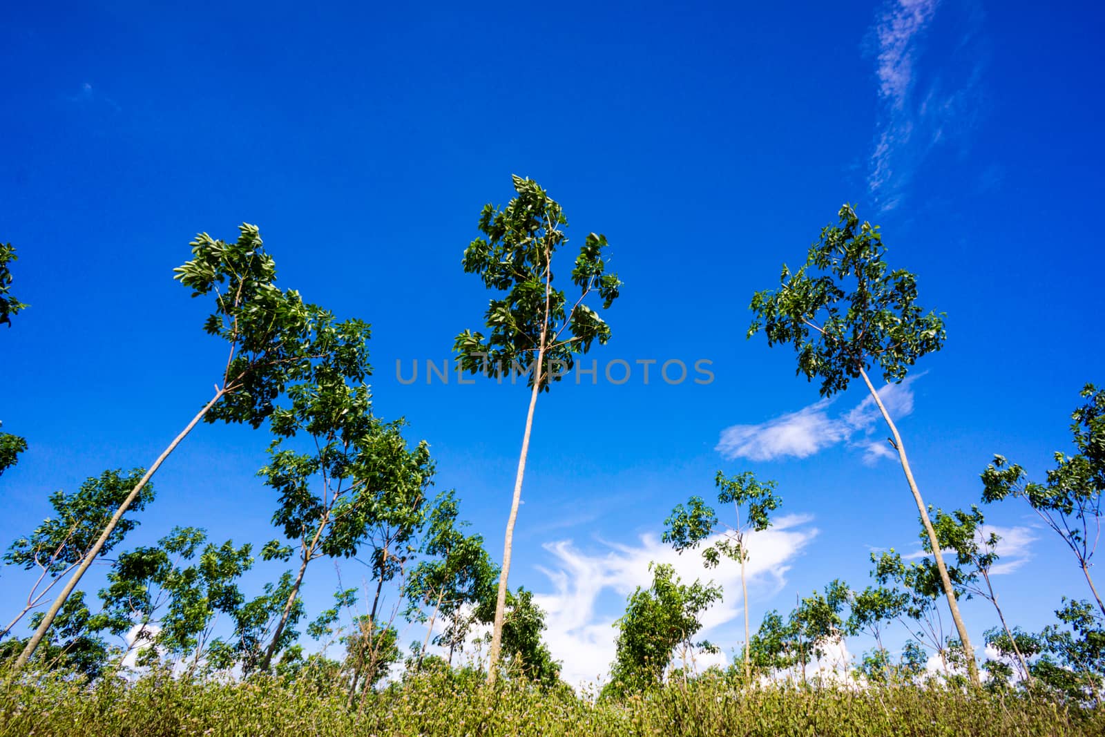 nature scene of rural area in Chiangrai,Thailand