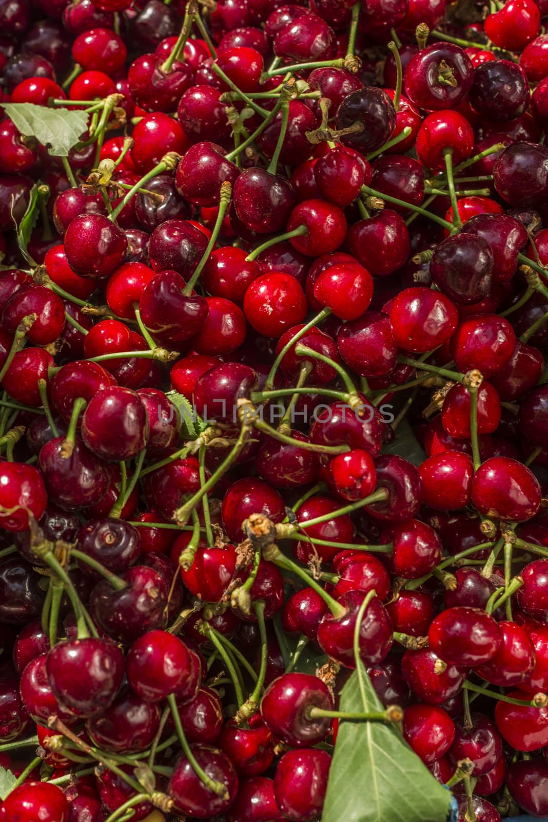 nice coloured cherries. flash used to get nice light spots on the berries