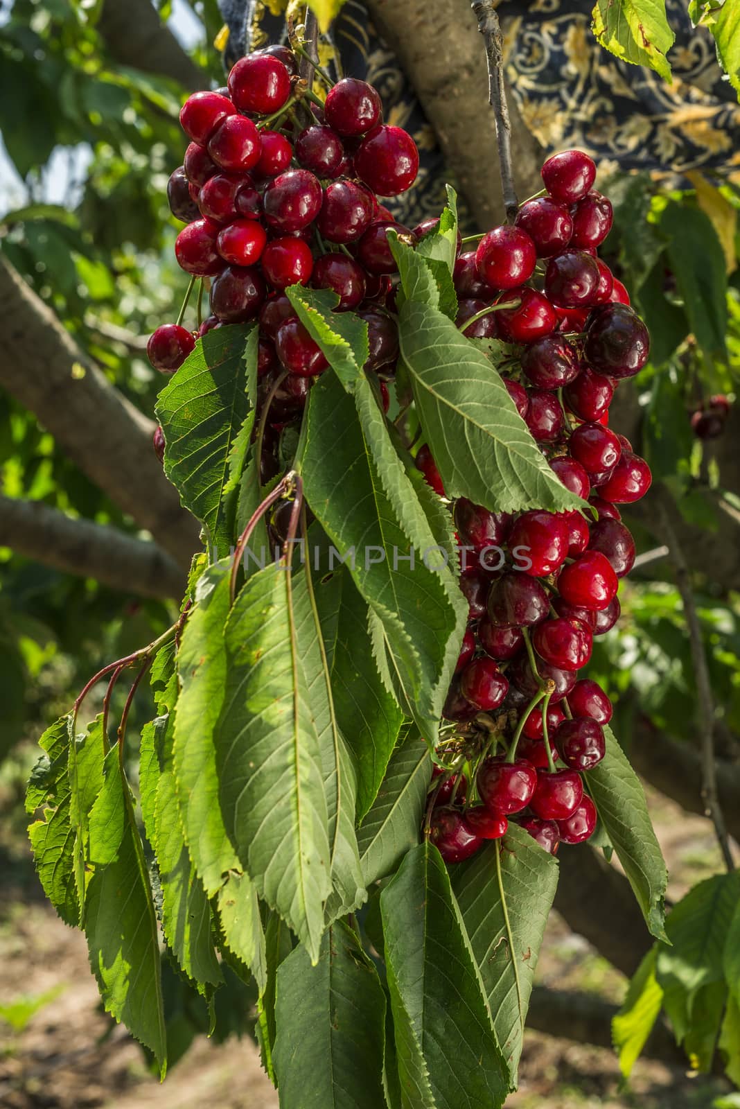 nice coloured cherries. flash used to get nice light spots on the berries