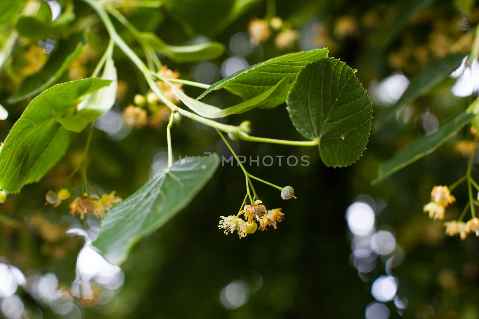 Blooming linden, lime tree in bloom