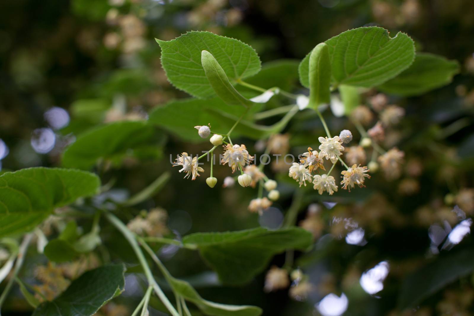 Blooming linden, lime tree in bloom