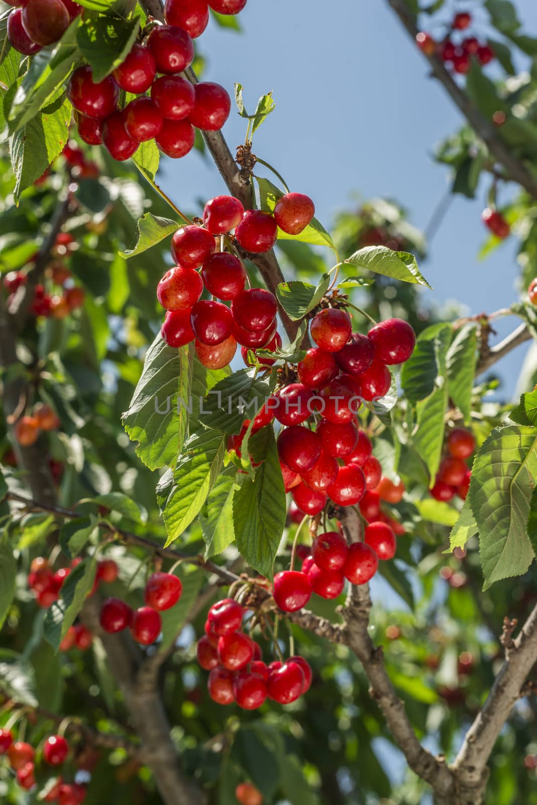 nice coloured cherries. flash used to get nice light spots on the berries