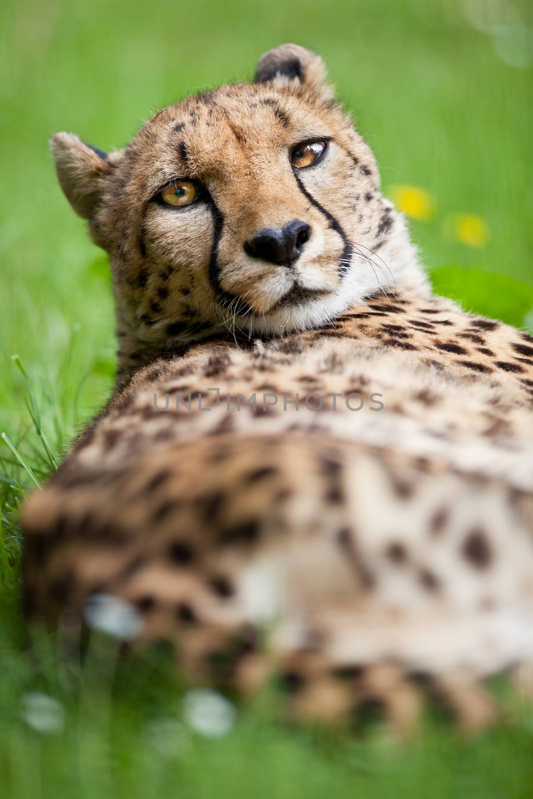 Cheetah (Acinonyx jubatus)