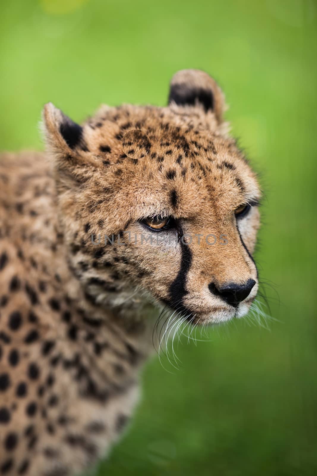 Cheetah (Acinonyx jubatus)