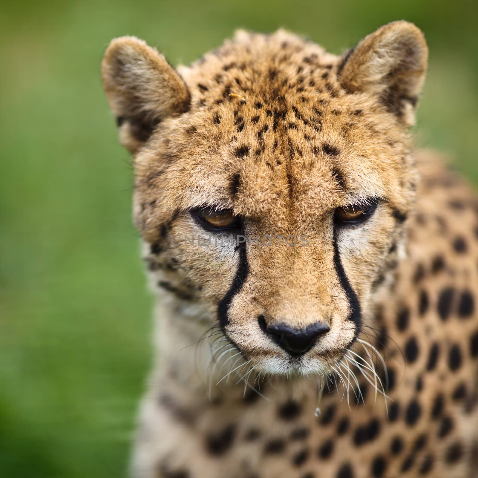 Cheetah (Acinonyx jubatus) by viktor_cap