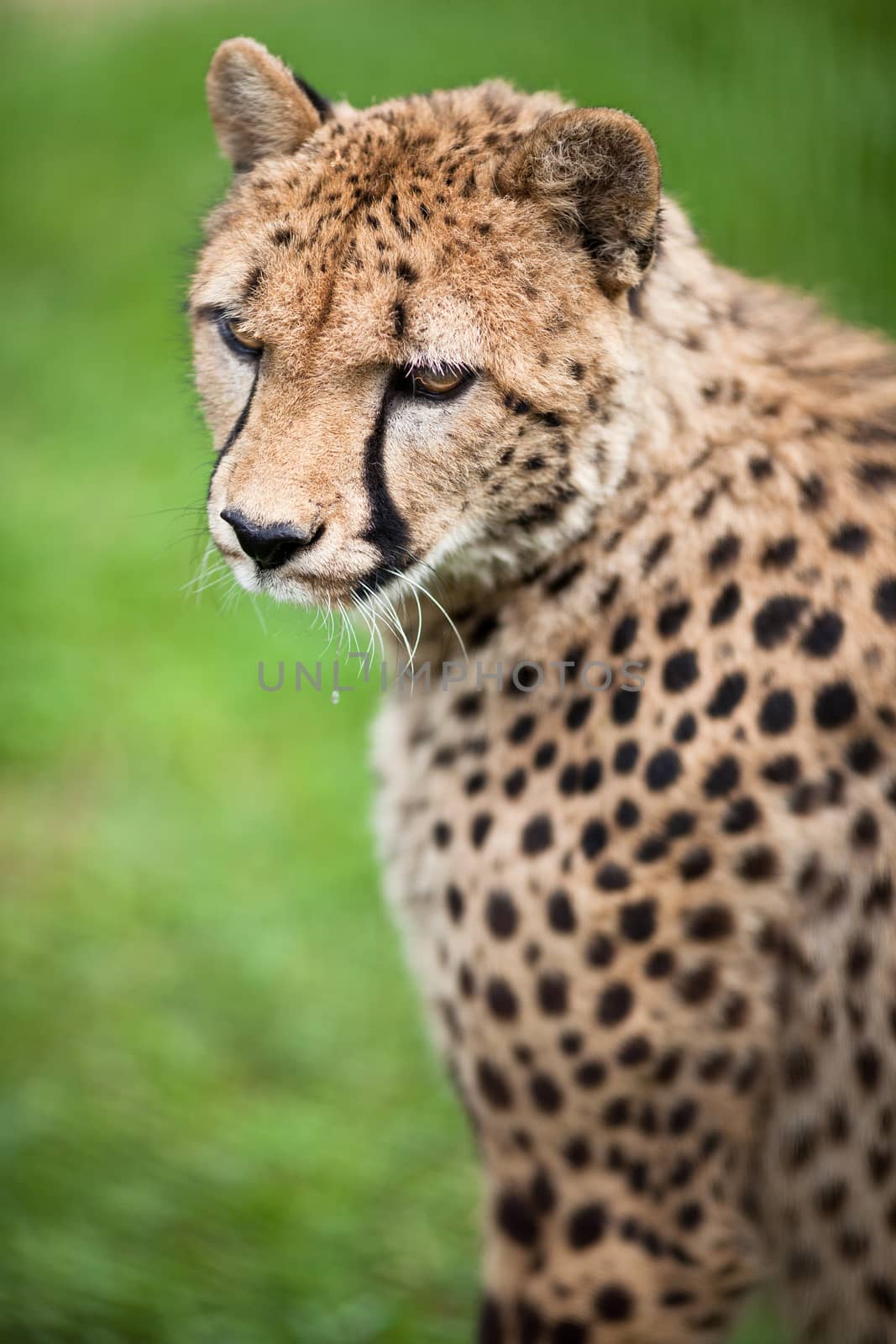 Cheetah (Acinonyx jubatus)