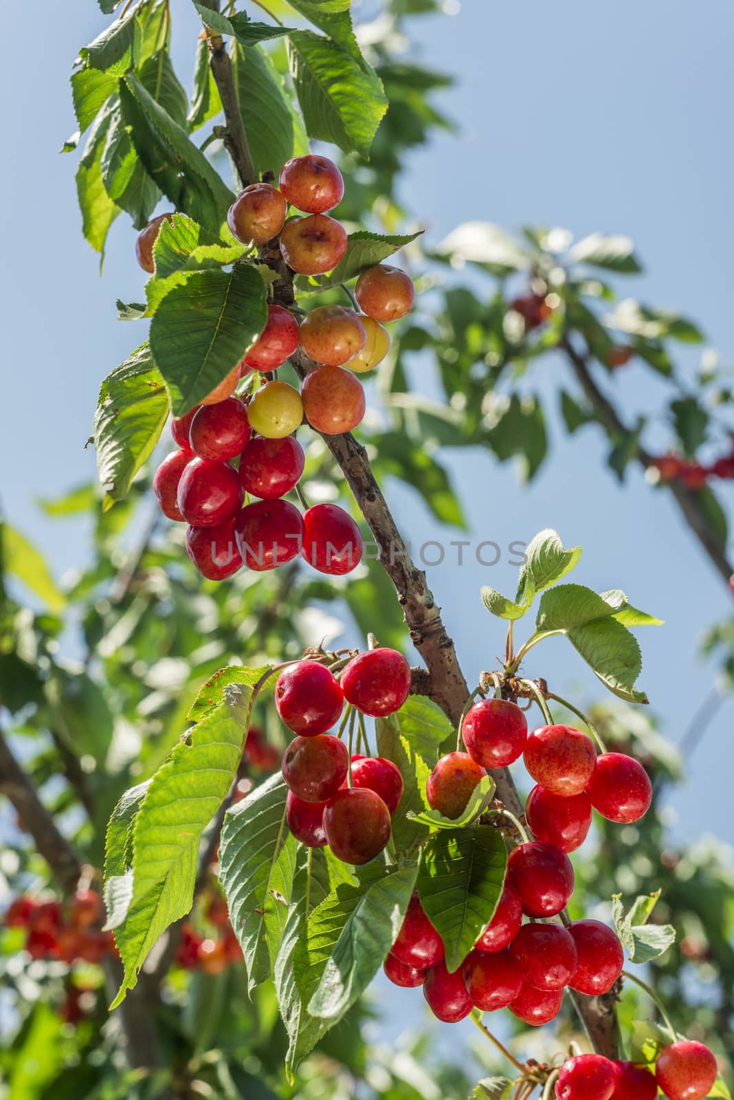 nice coloured cherries. flash used to get nice light spots on the berries