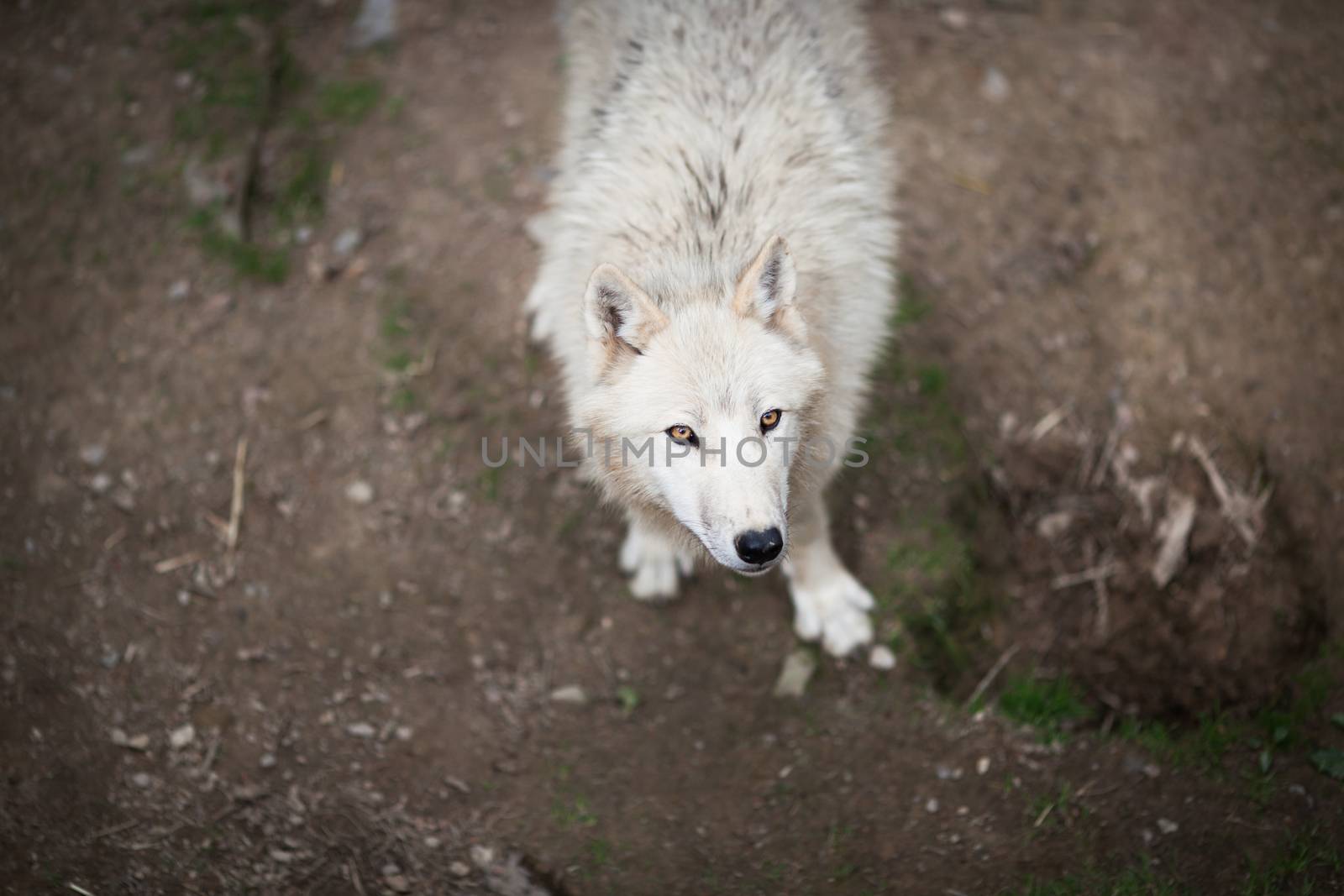 Arctic Wolf (Canis lupus arctos) aka Polar Wolf or White Wolf -  by viktor_cap