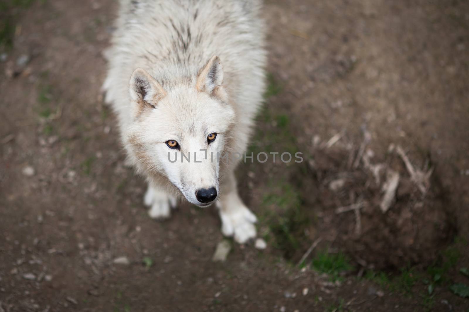 Arctic Wolf (Canis lupus arctos) aka Polar Wolf or White Wolf - Close-up portrait of this beautiful predator