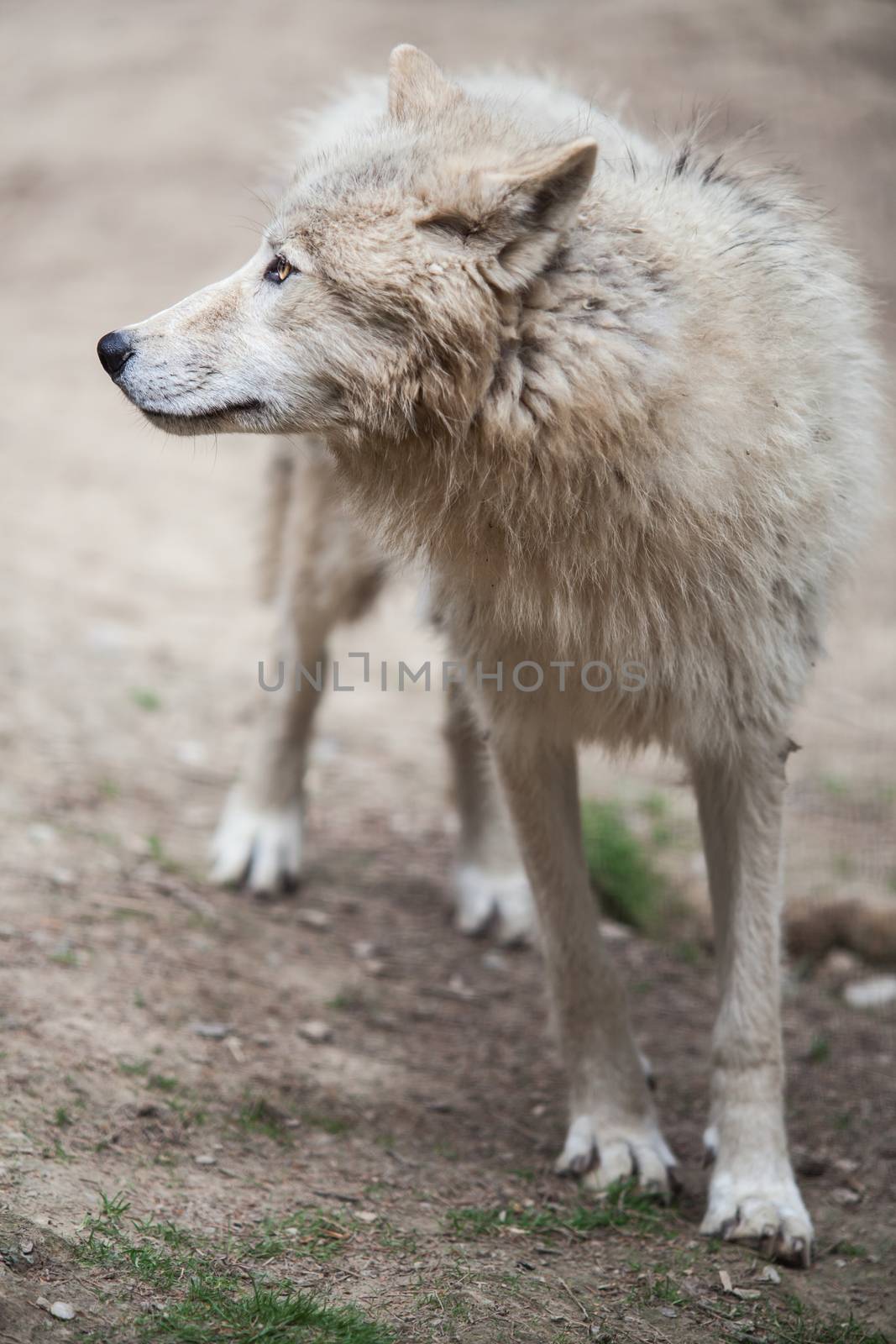 Arctic Wolf (Canis lupus arctos) aka Polar Wolf or White Wolf -  by viktor_cap