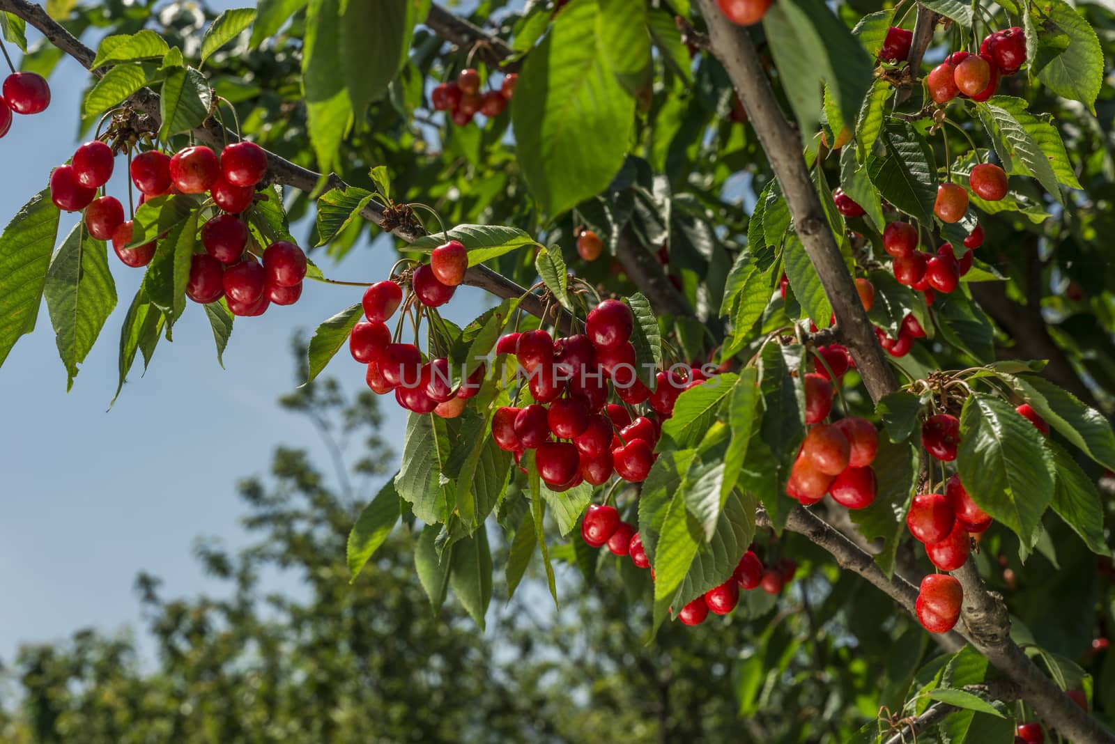 nice coloured cherries. flash used to get nice light spots on the berries