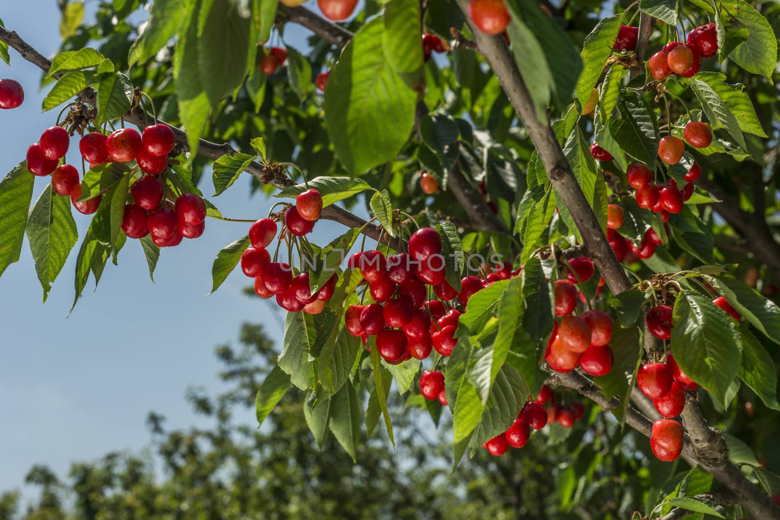 nice coloured cherries. flash used to get nice light spots on the berries