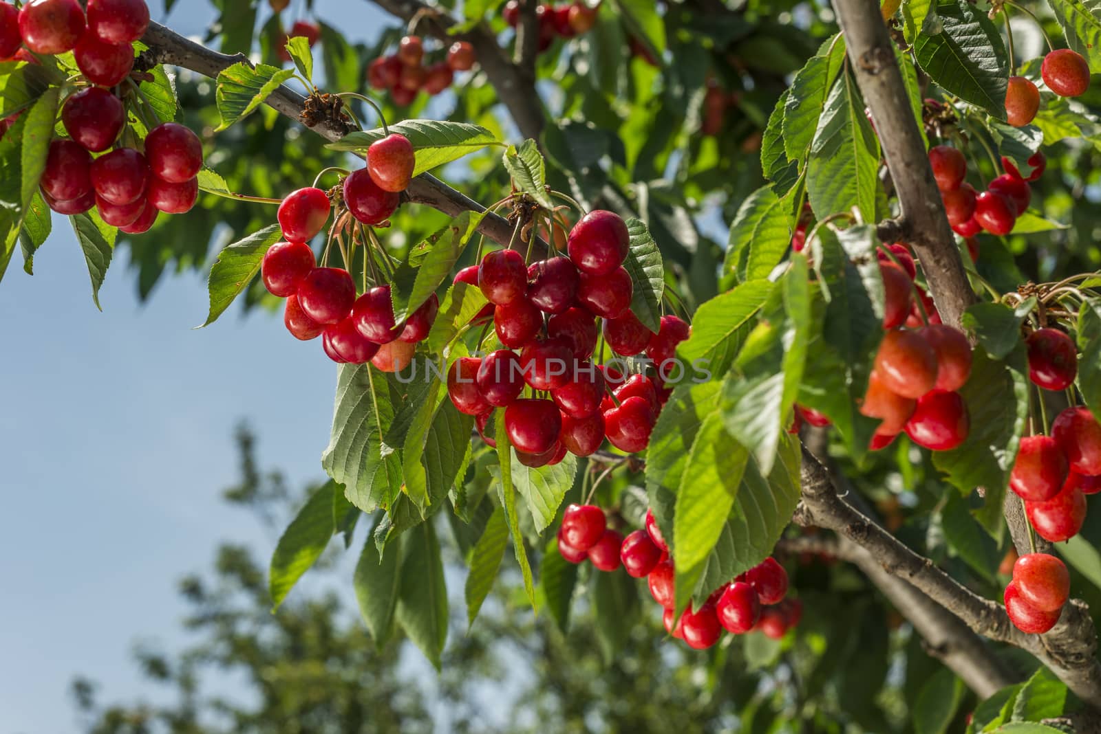 cherry tree  by emirkoo