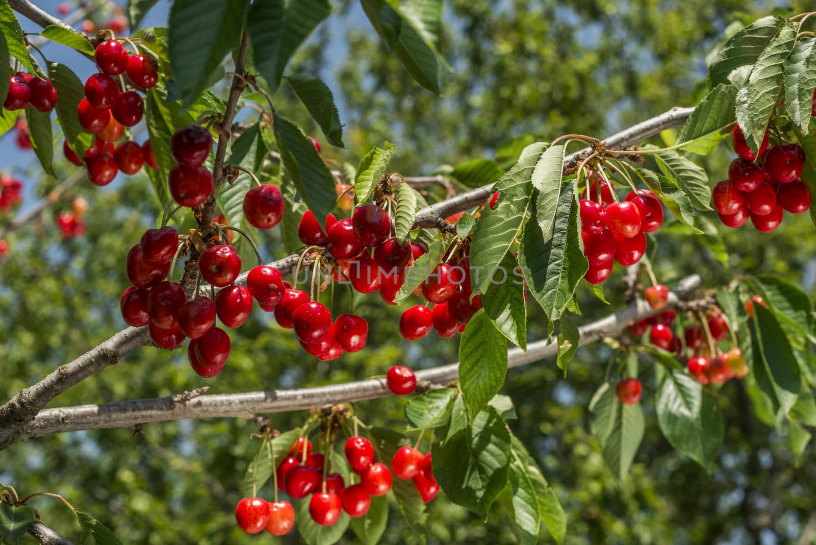 nice coloured cherries. flash used to get nice light spots on the berries