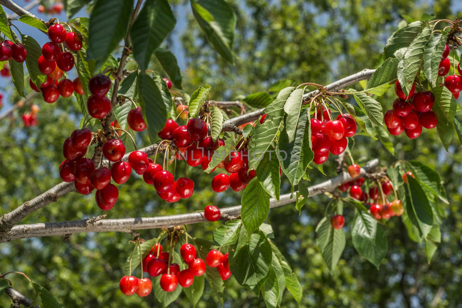 nice coloured cherries. flash used to get nice light spots on the berries