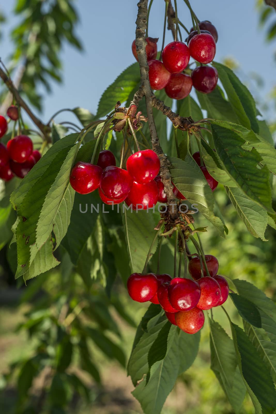 nice coloured cherries. flash used to get nice light spots on the berries