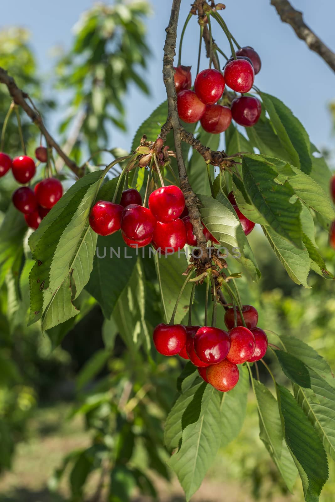 nice coloured cherries. flash used to get nice light spots on the berries