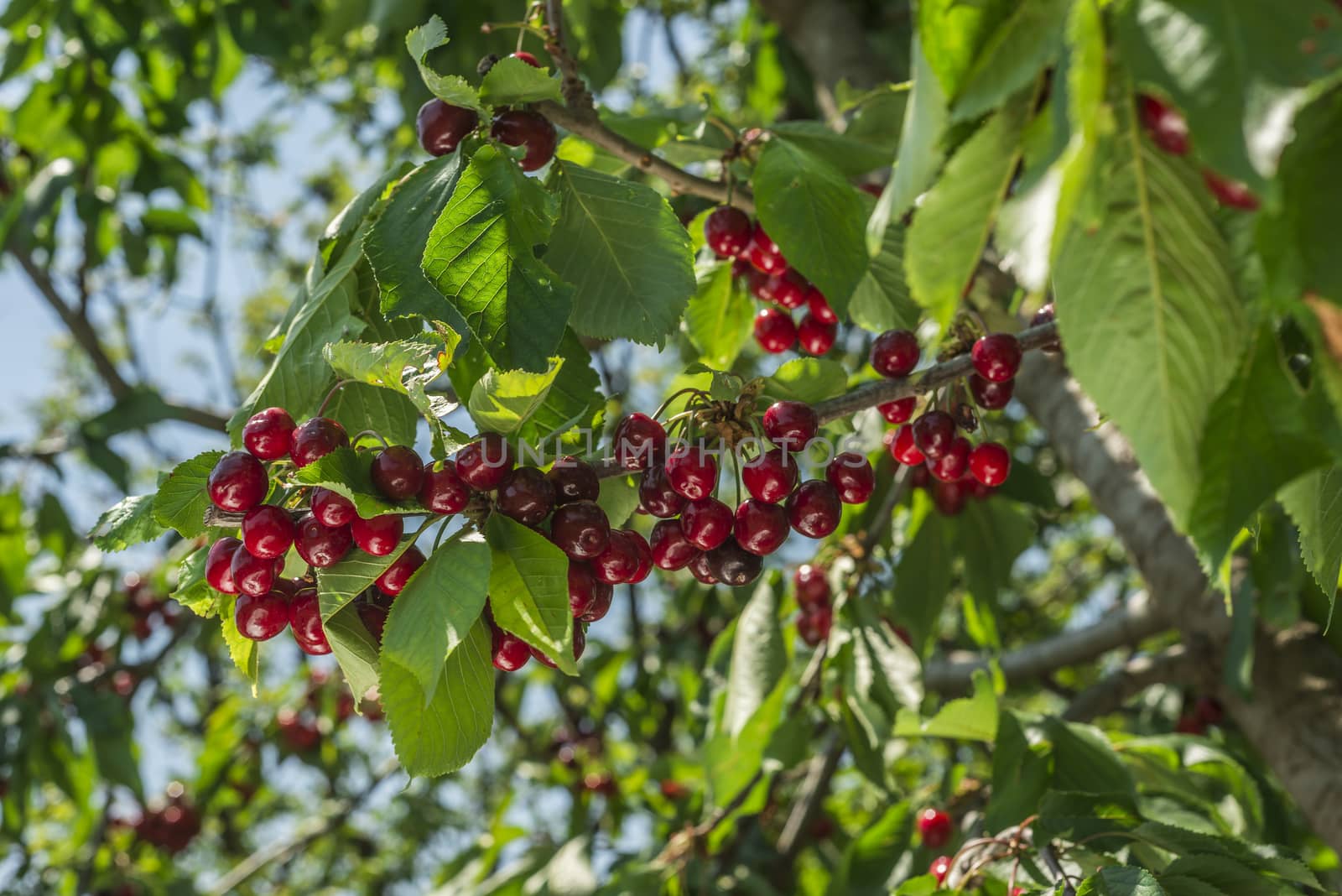 nice coloured cherries. flash used to get nice light spots on the berries