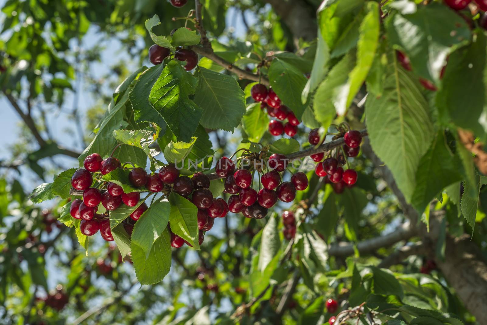 nice coloured cherries. flash used to get nice light spots on the berries