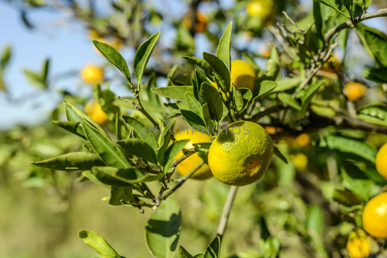 Mandarin oranges on the tree.