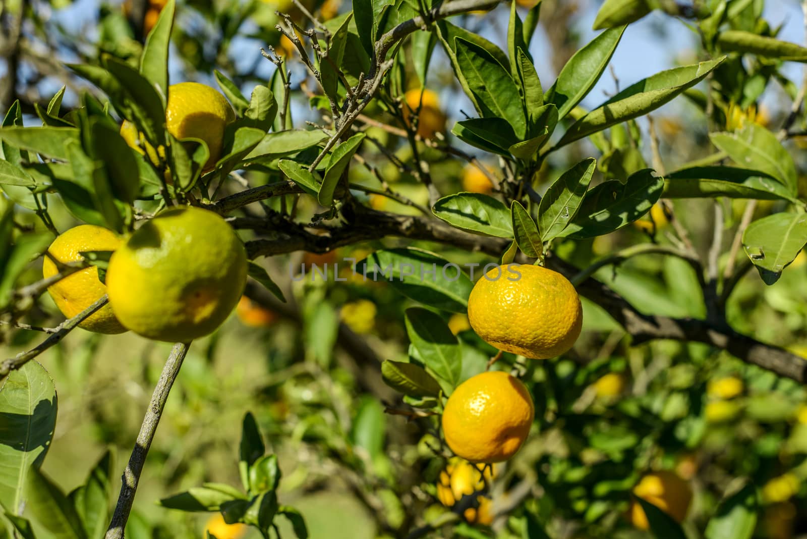 Mandarin oranges on the tree.