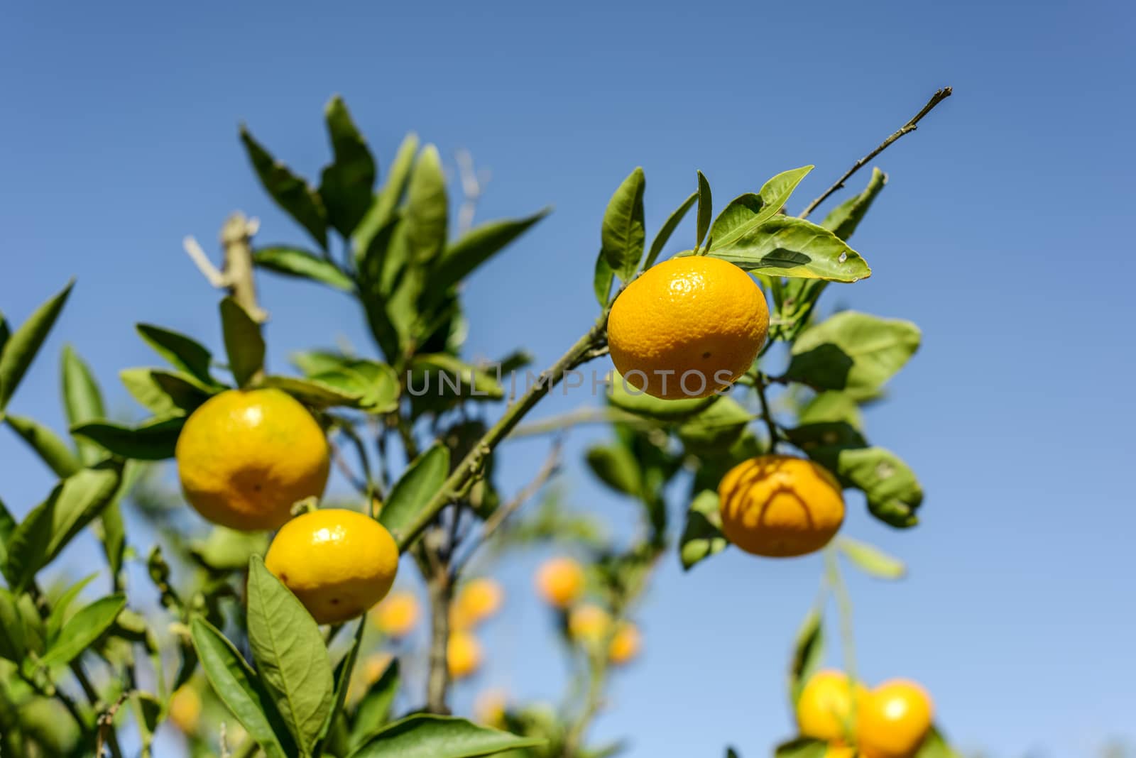 Mandarin oranges on the tree.