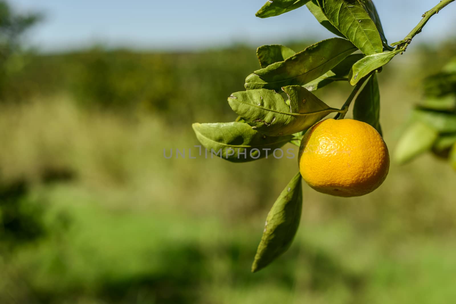 Mandarin Oranges by emirkoo