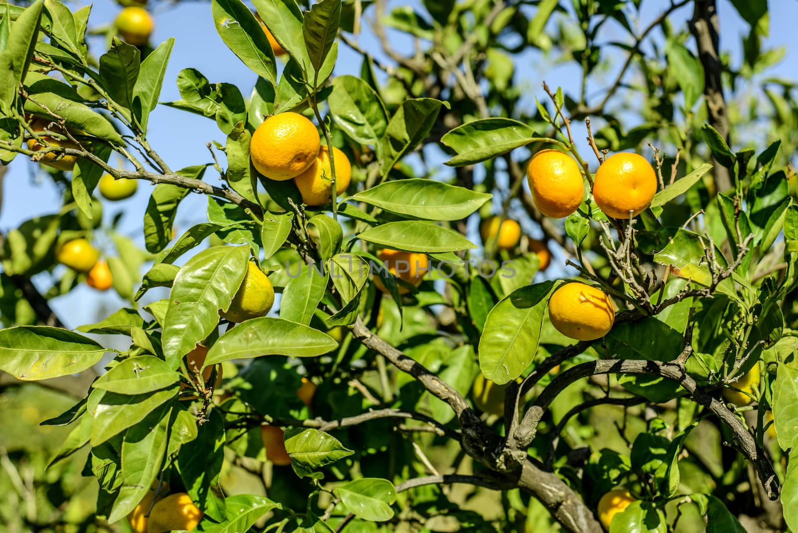 Mandarin oranges on the tree.